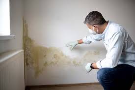 Best Black Mold Removal in Carnegie, OK